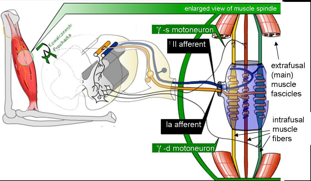 A diagram of the human body with different parts labeled.