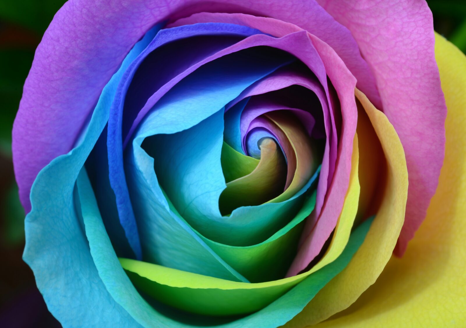 Spiral color rose